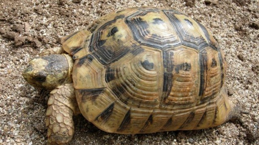 AMACOPE busca voluntarios para hacer un censo de tortuga mora en Águilas