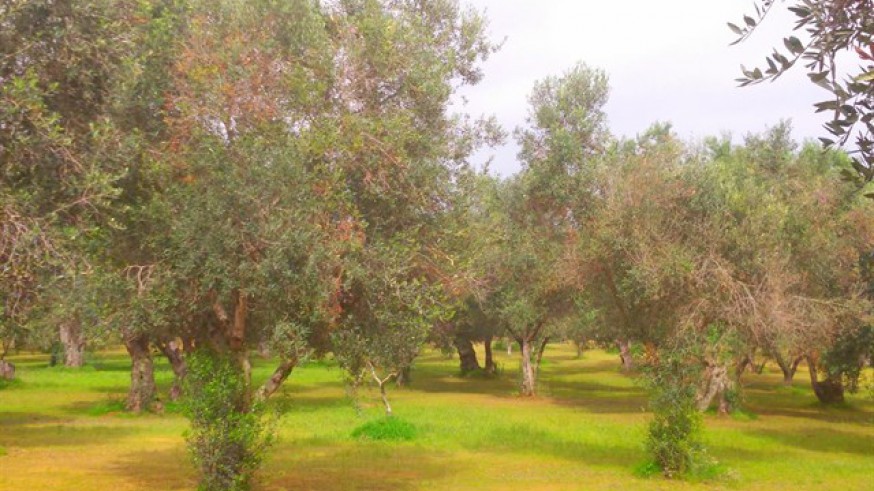 Olivos afectados por la Xylella Fastidiosa. EUROPA PRESS