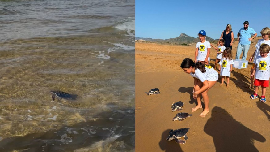 Territorio Tortuga: 28 ejemplares liberados en Calblanque 