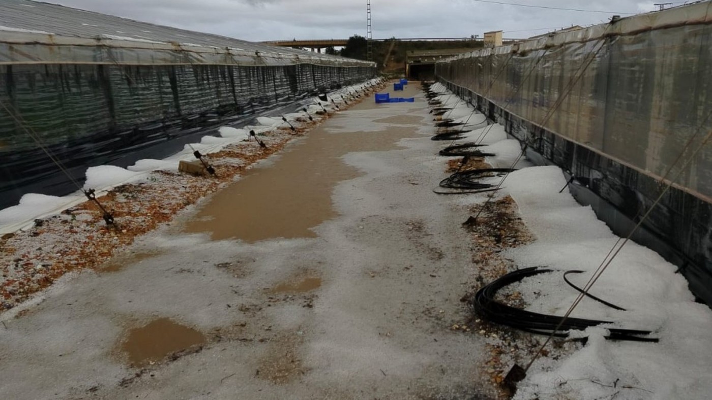 La lluvia beneficia al secano pero genera daños en otros cultivos en Murcia