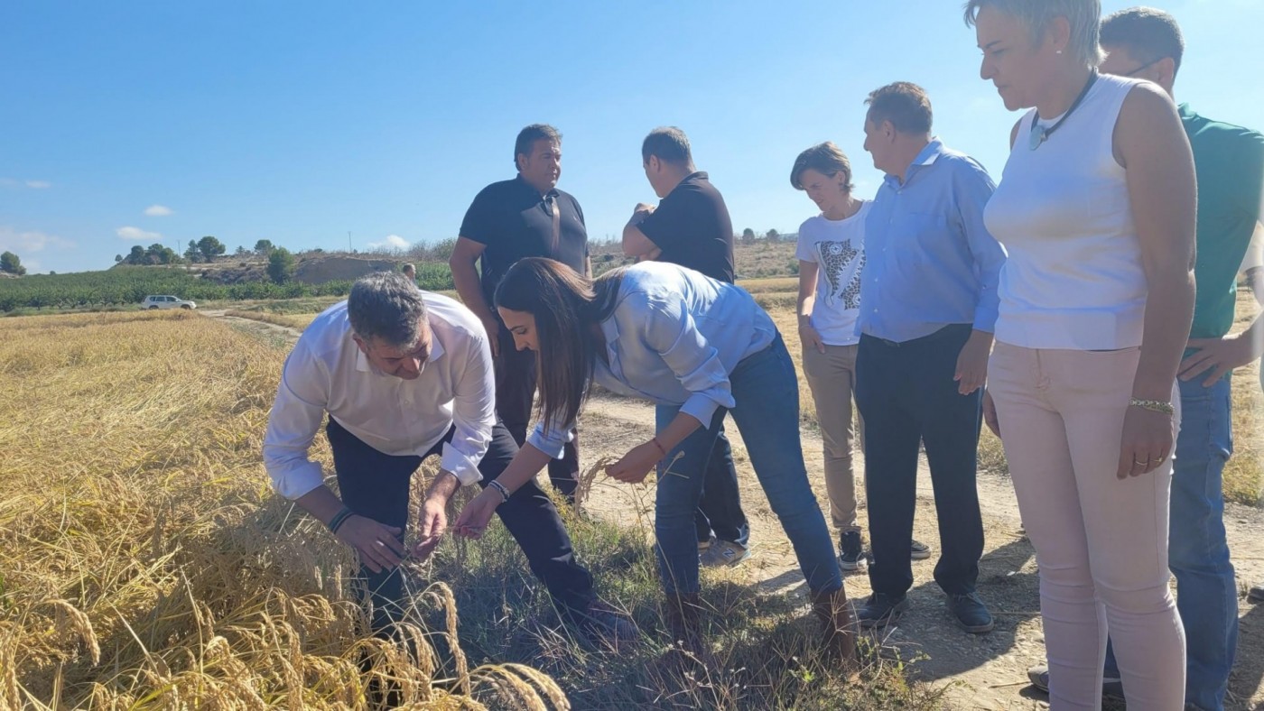 La campaña de la DOP Arroz de Calasparra espera recolectar cerca de tres millones de kilos de excelente calidad