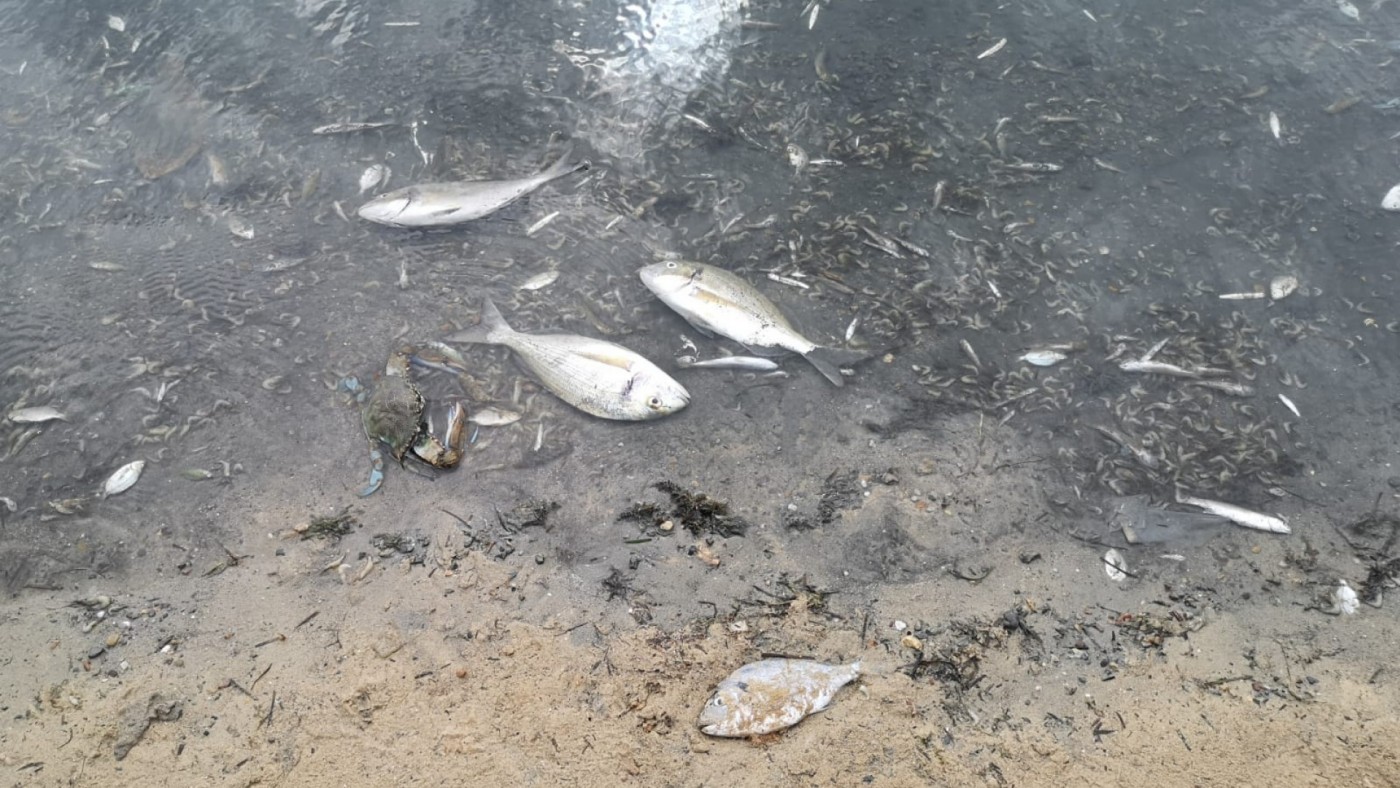 Peces muertos en el Mar Menor