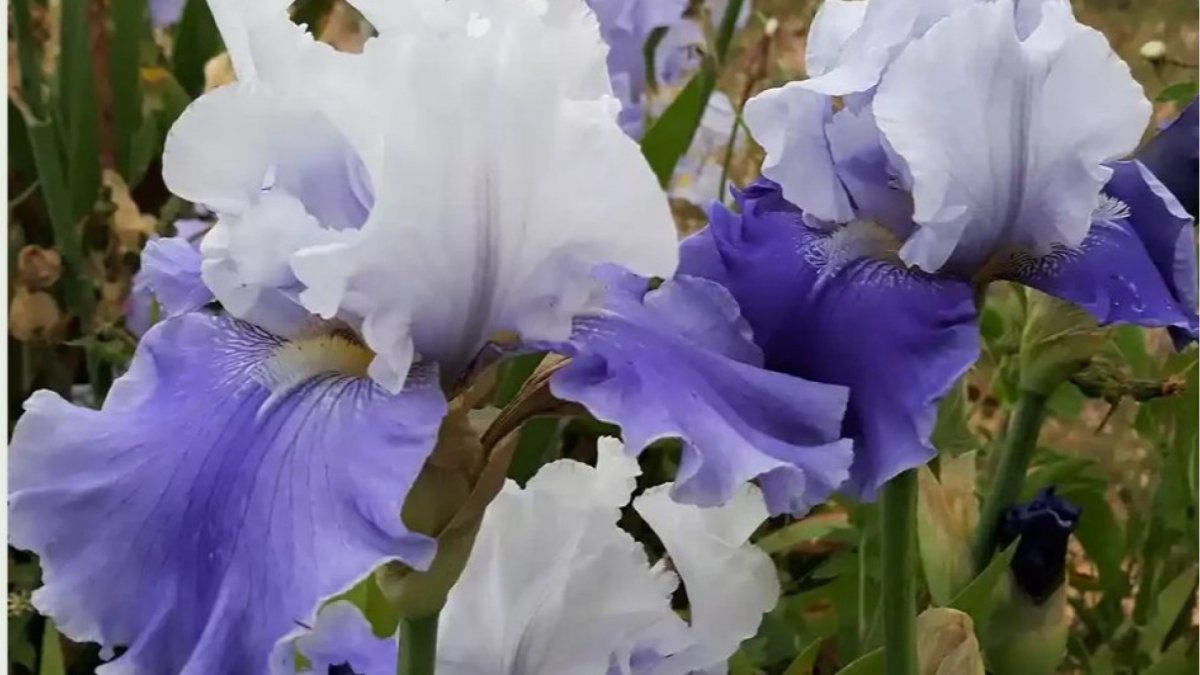 La magia de las plantas. Reunión de la asociación Iberomacaronésica de