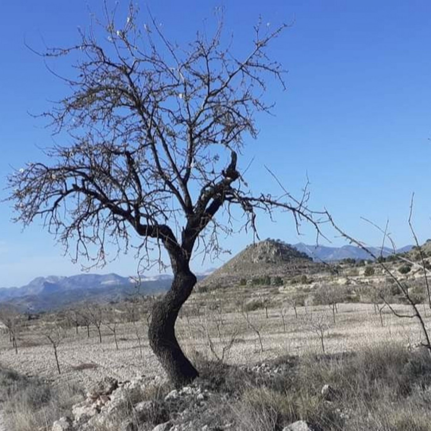 VIENTO DE LEBECHE