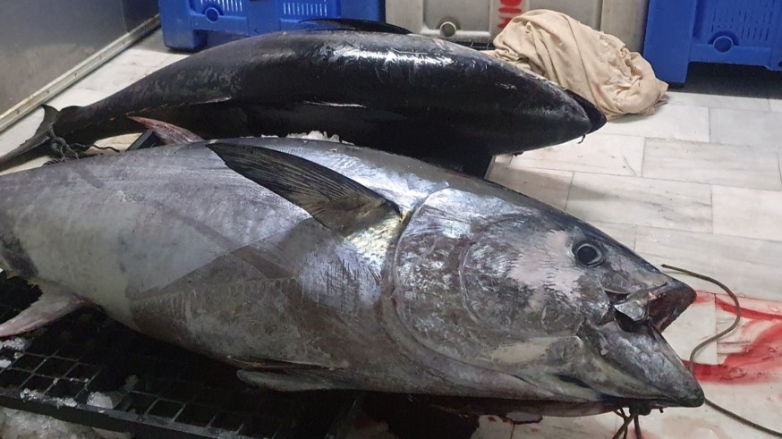 La Guardia Civil pesca a un furtivo con dos atunes rojos