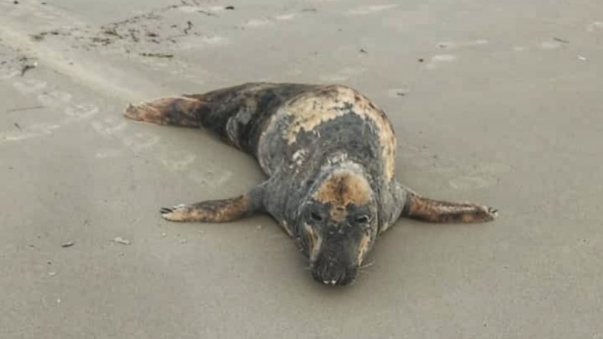 Aparece en la playa de La Llana la foca gris que deambula por el Mediterráneo