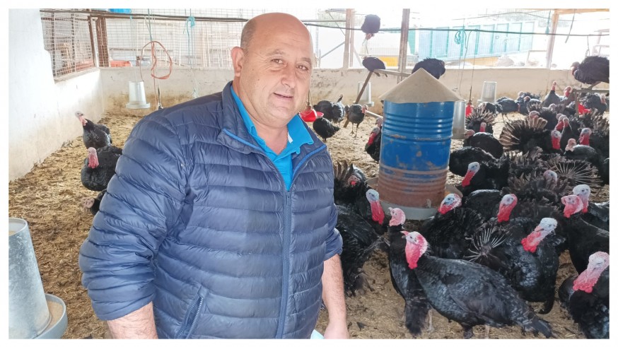 El pavo negro de Lorca: su fama le precede 