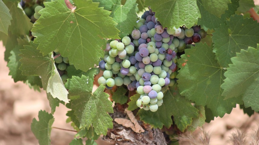 El envero: el momento mágico que transforma el paisaje y la calidad del vino en Yecla