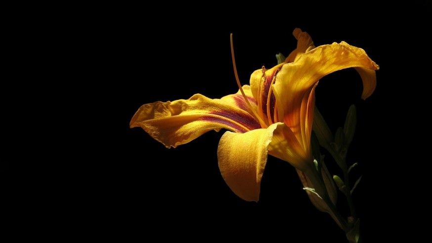 La magia de las plantas: patrimonio vegetal
