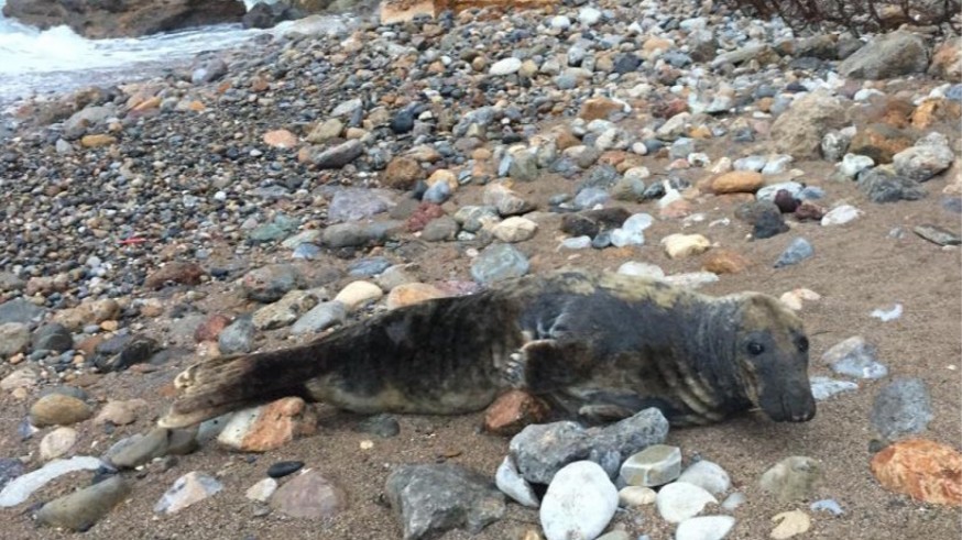 Aparece un joven ejemplar de foca gris en la playa cartagenera de El Portús