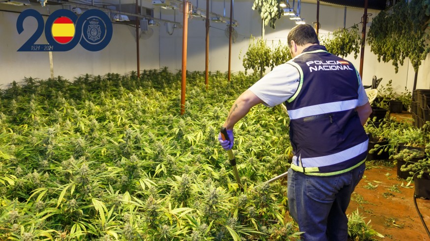Diez detenidos en Murcia por cultivar medio millar de plantas de marihuana