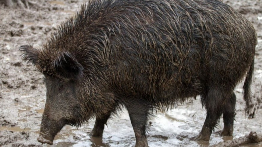 La Consejería de Agricultura transmite tranquilidad ante la peste porcina y refuerza la vigilancia en la Región de Murcia