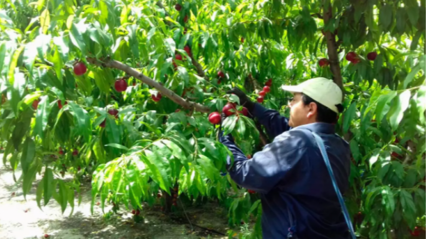 Falta mano de obra para la recolección de fruta de hueso en las zonas productoras de la Región de Murcia