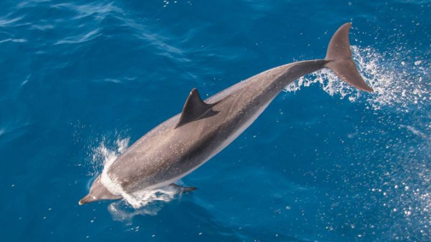 Los delfines son muy sensibles a la contaminación acústica. Foto: Flickr
