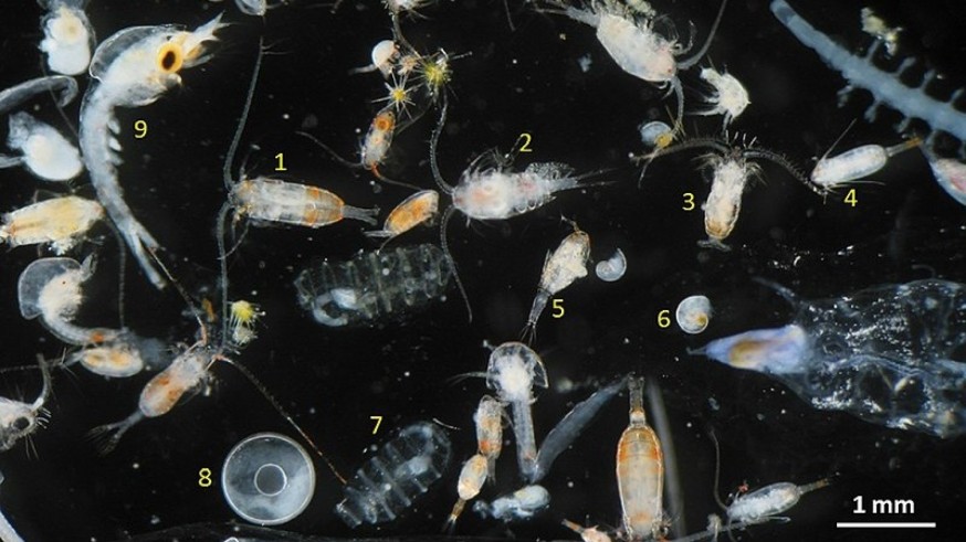 Los ICUES de CORI. La importancia de los seres microscópicos del zooplancton 