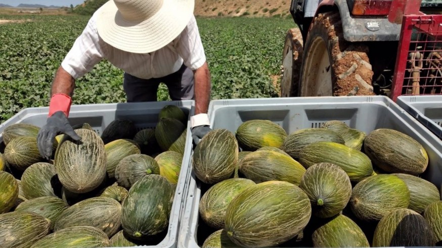 La producción de melón baja un 30% en Cartagena