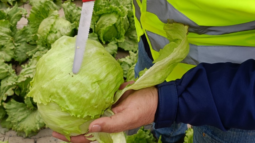 Pedirán de nuevo usar 'Movento' contra el pulgón en la reunión este lunes con Planas 