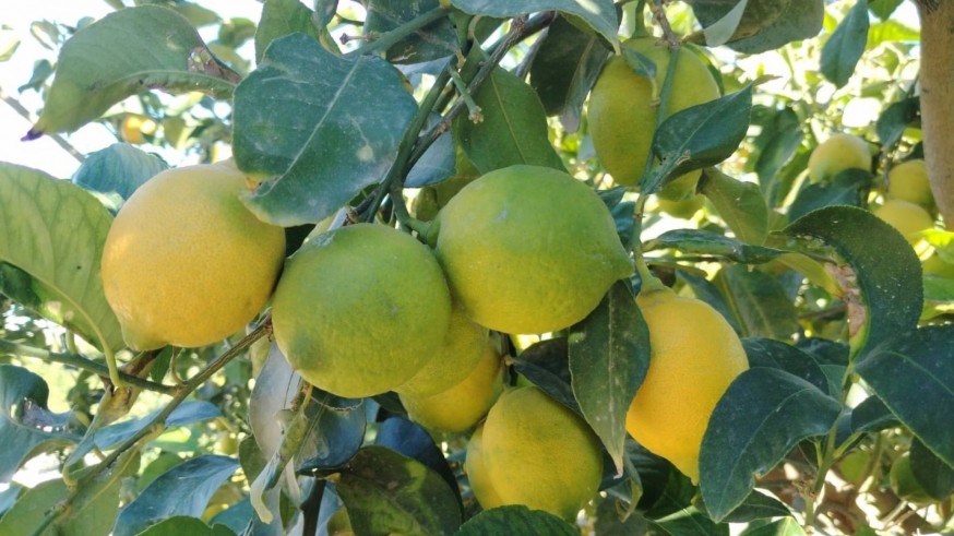 Más de 300 millones de kg de limón sin recoger en la Región por la escasa rentabilidad que ofrecen