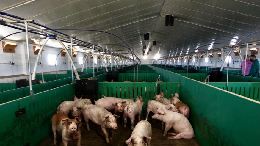 Fuente Álamo pide una moratoria a la normativa sobre granjas porcinas