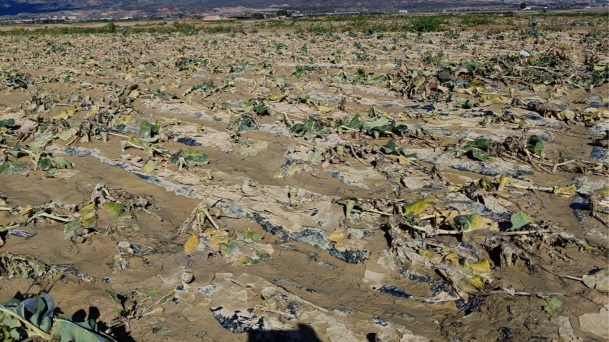 Los hongos acechan en las plantaciones del campo lorquino tras las lluvias