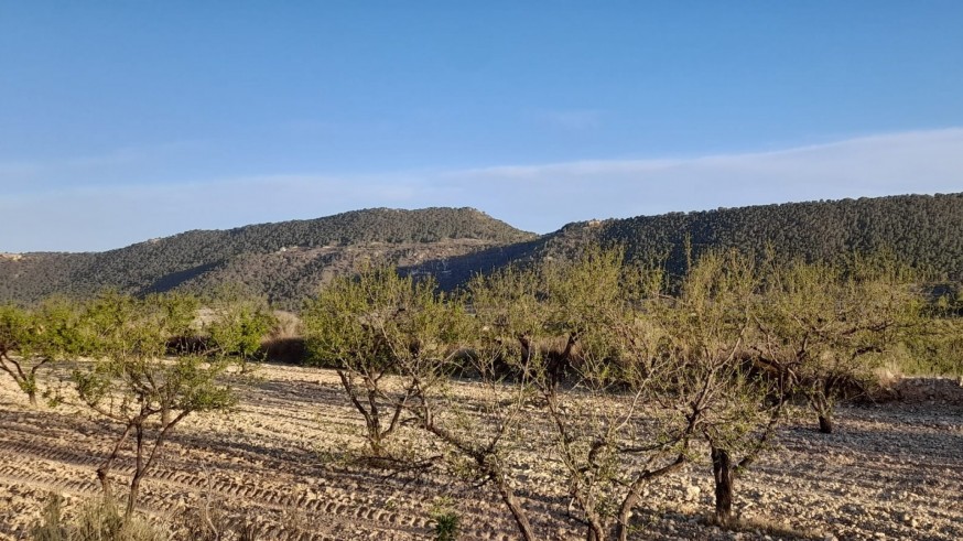 Algo menos de la mitad de los cultivos de cereal cuenta con seguro agrario 