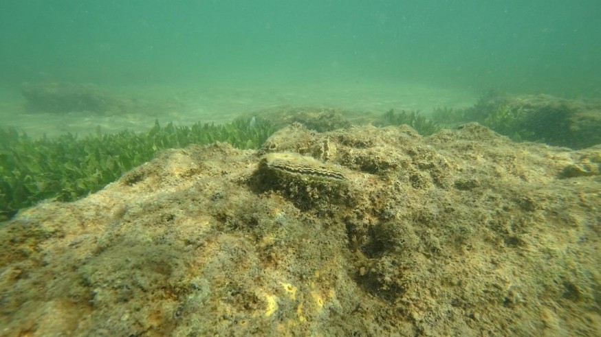 El IEO sigue adelante con la investigación de las ostras pese al robo