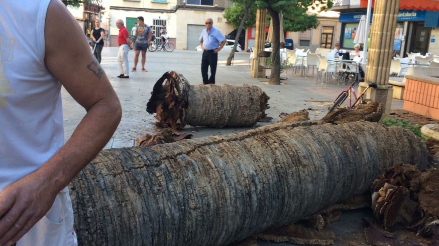 Caída de una palmera en Alcantarilla