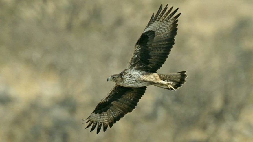 ANSE denuncia a Iberdrola por la muerte de dos águilas perdiceras en la Región de Murcia
