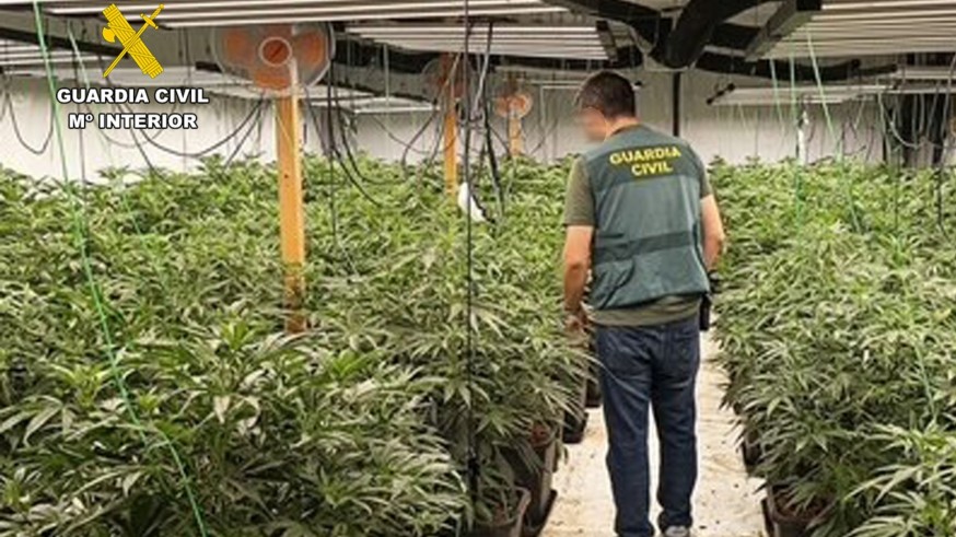 La Guardia Civil desmantela un invernadero con 800 plantas de cannabis y más de un kilo de MDMA en Balsicas