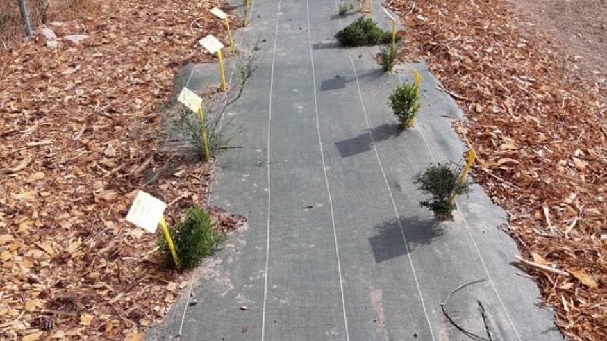 Plantación de setos en el Cifea de Torre Pacheco