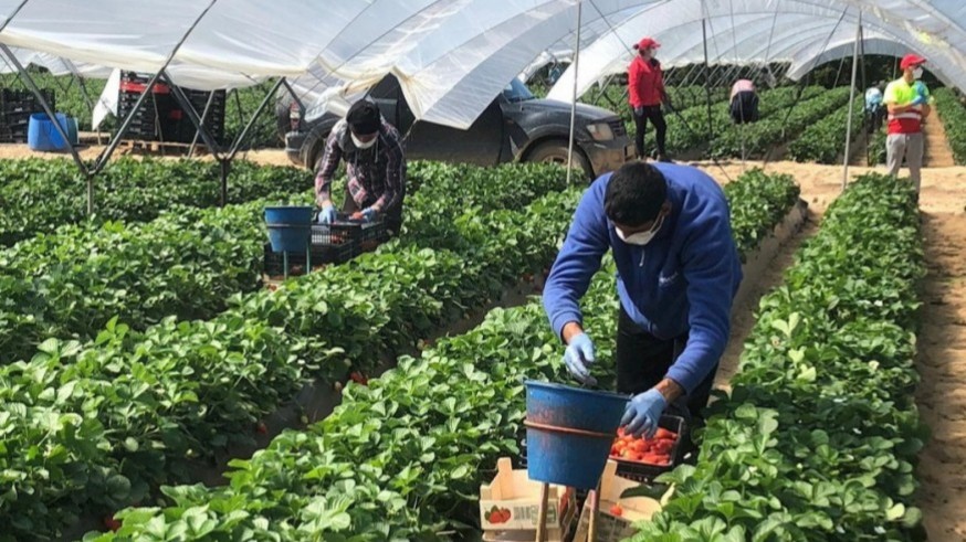 La elevada temporalidad sigue marcando las condiciones laborales en el sector agrícola de la Región 