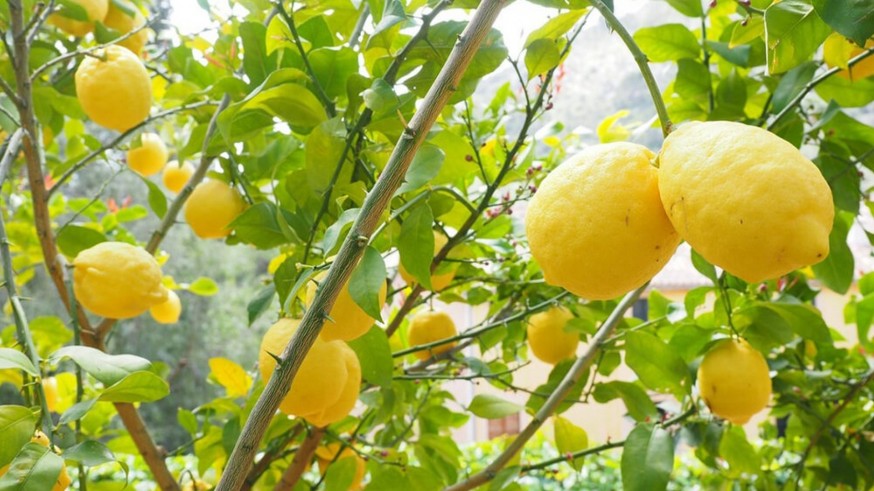 400 millones de kilos de limón sin mercado
