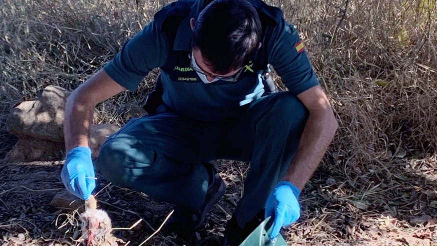 Agente de la Guardia Civil comprobando uno de los cebos envenenados