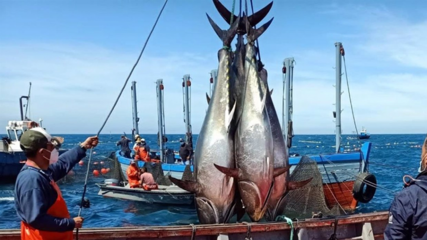 La temperatura del Mediterráneo alarga la presencia del atún rojo en aguas de la Región de Murcia