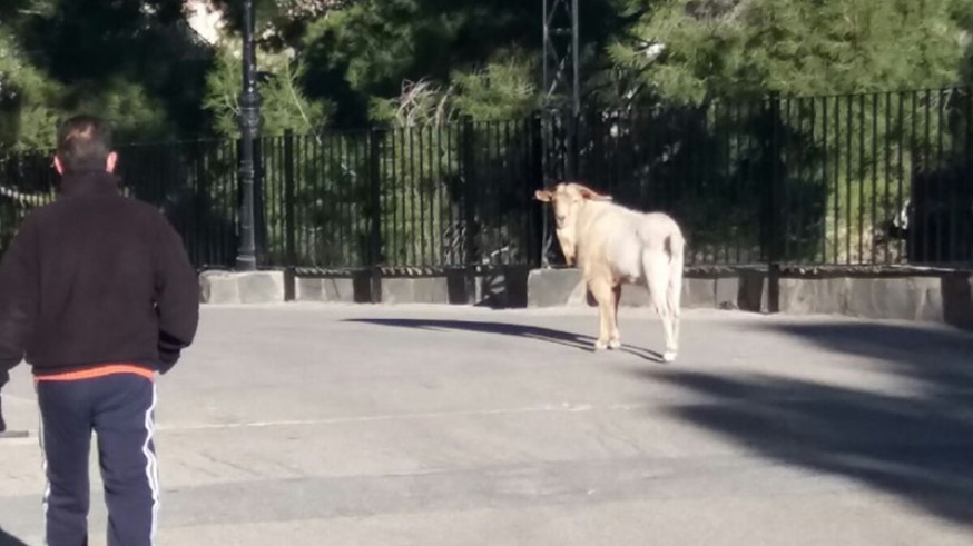 El macho cabrío en la explanada del Santuario del Castillo en Yecla
