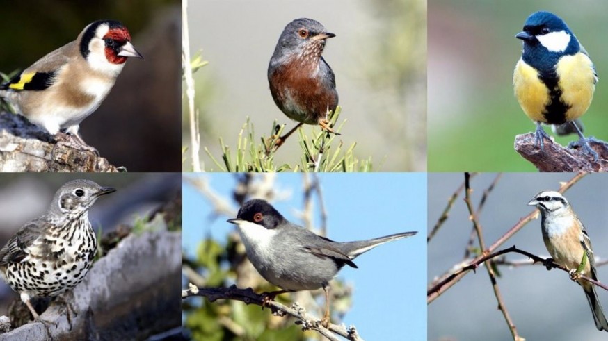 Declive de aves forestales en la Región de Murcia por el calentamiento global y los cambios de uso de suelo