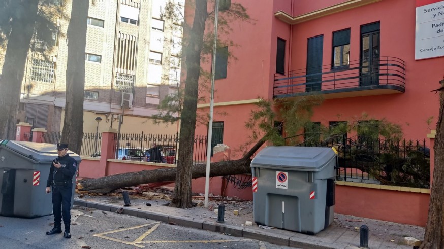 El fuerte viento derriba un árbol en la calle Puerta Nueva de Murcia