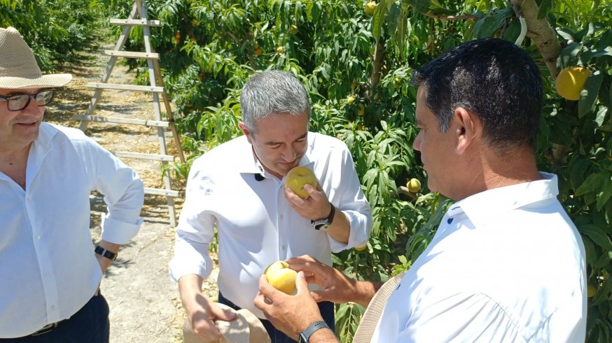 El Melocotón de Cieza IGP cuadruplica su producción para 2026 y presenta al Dr. Felices como nuevo embajador