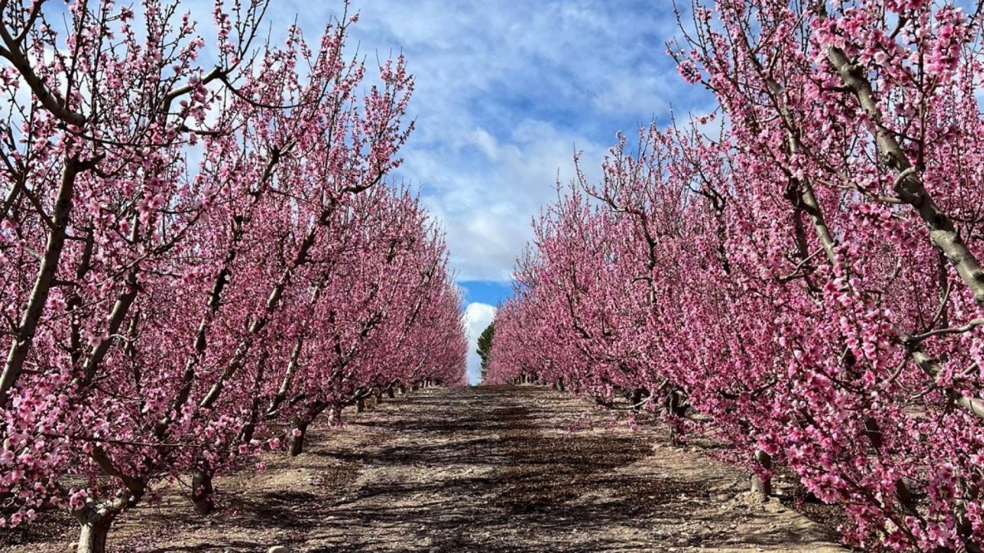 Comienza a rodar la Floración 2025