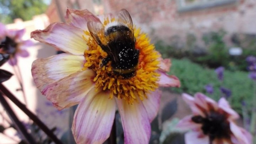 Un estudio de la UMU publicado en 'Nature' atestigua el impacto negativo de los pesticidas sobre los abejorros