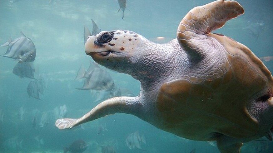 Territorio Tortuga: qué es y cómo funciona