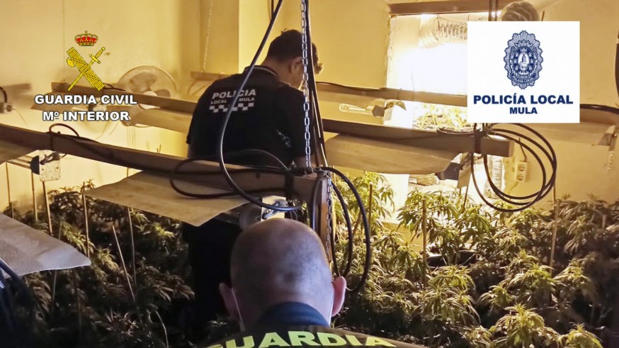 VIDEO | Desmantelan 13 invernaderos con 2.000 plantas de marihuana en Mula