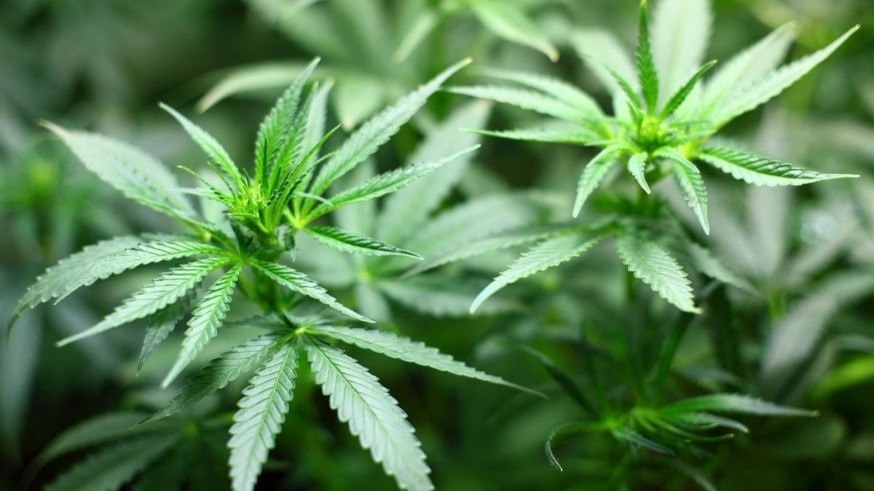 El Gobierno aprueba el uso del cannabis medicinal en hospitales