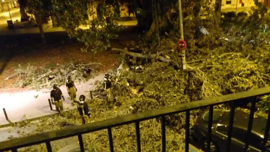 Denuncian la caída de ramas de gran tamaño de un ficus en el Cuartel de Artillería de Murcia