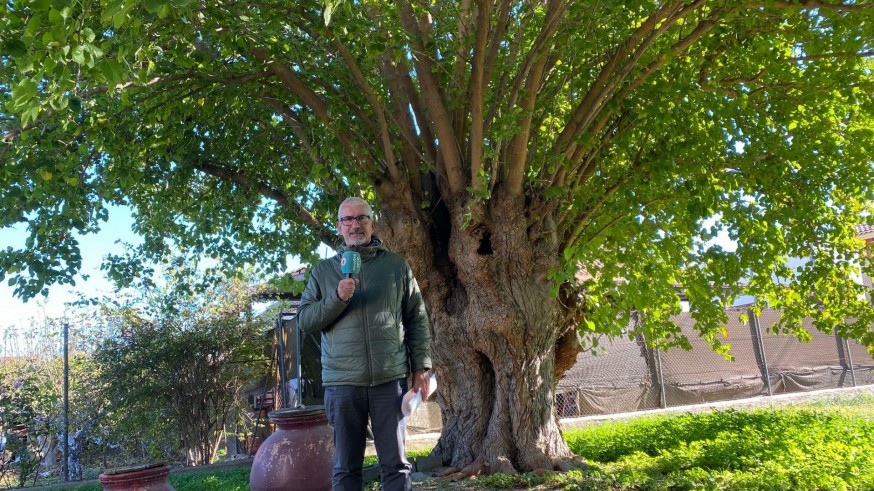La morera de La Albatalía pasa a la final de Árbol del Año en España y necesita votos