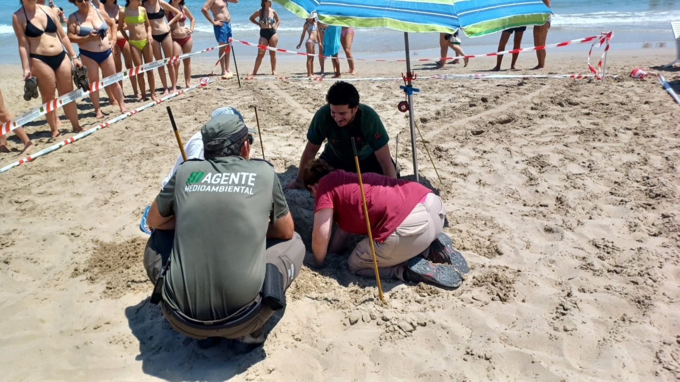 Activado el protocolo de anidamiento de tortuga boba en La Manga