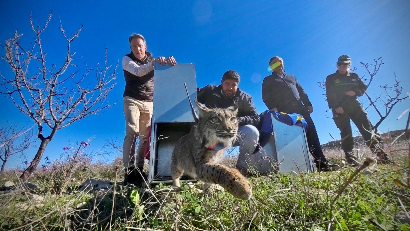 Weeka y Windows abren el calendario de sueltas de lince ibérico en la Región
