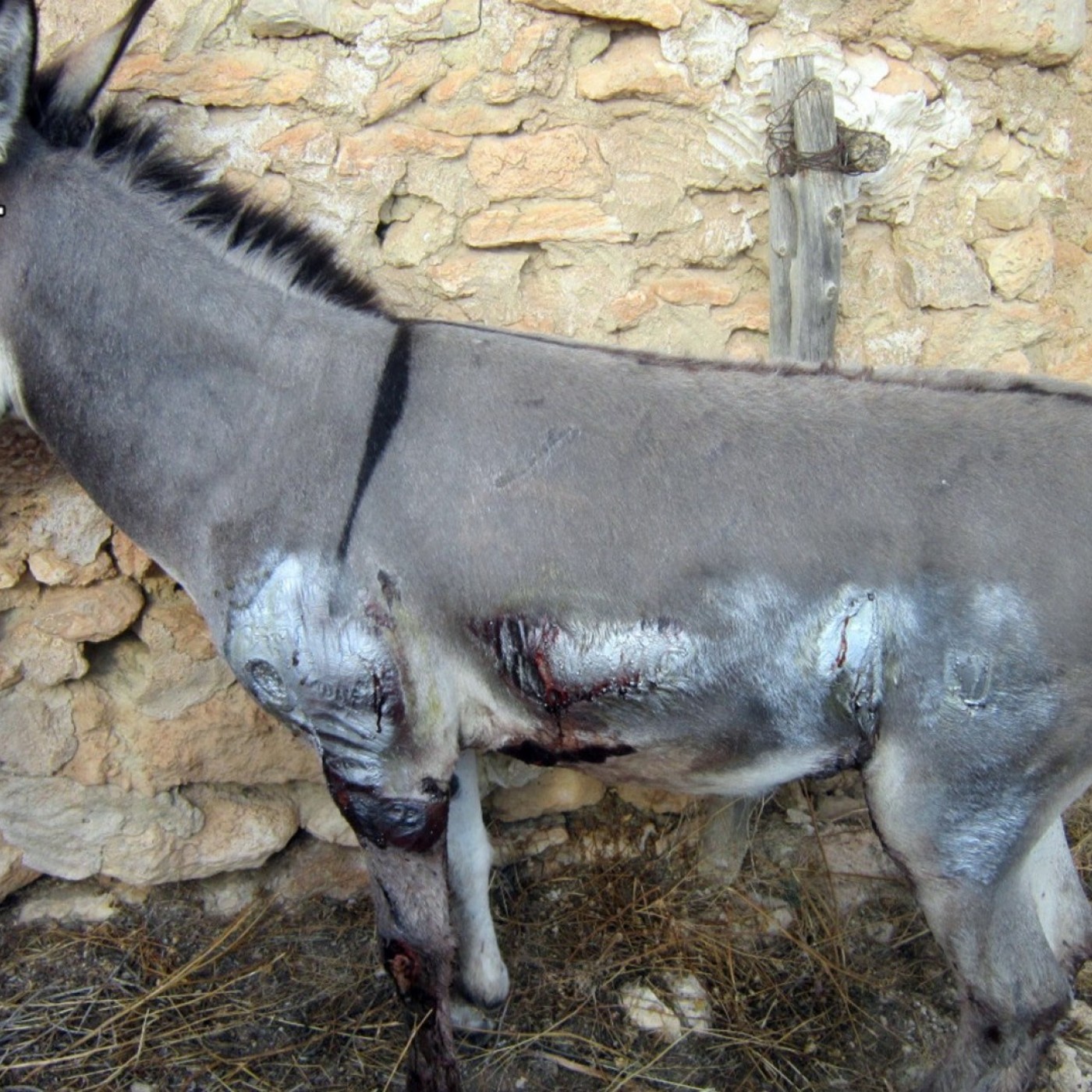 amarra-a-un-burro-a-un-todoterreno-y-lo-