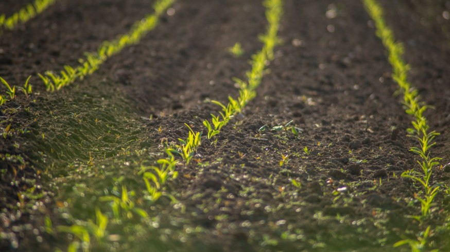 La Región ya no puede crecer en agricultura: el reto es conservar lo que tenemos, según el CEBAS 