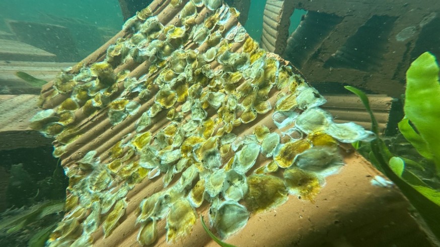 El proyecto RemediOS 2 impulsa la recuperación de la ostra plana como motor de restauración ambiental en el Mar Menor